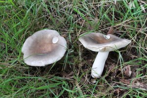 Russula grisea bewerkt